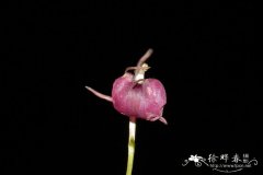 褐花羊耳蒜Liparis brunnea