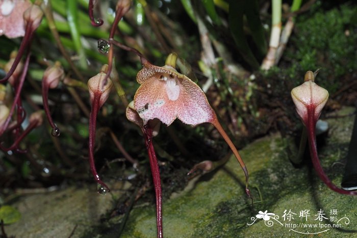 短毛小龙兰Dracula velutina