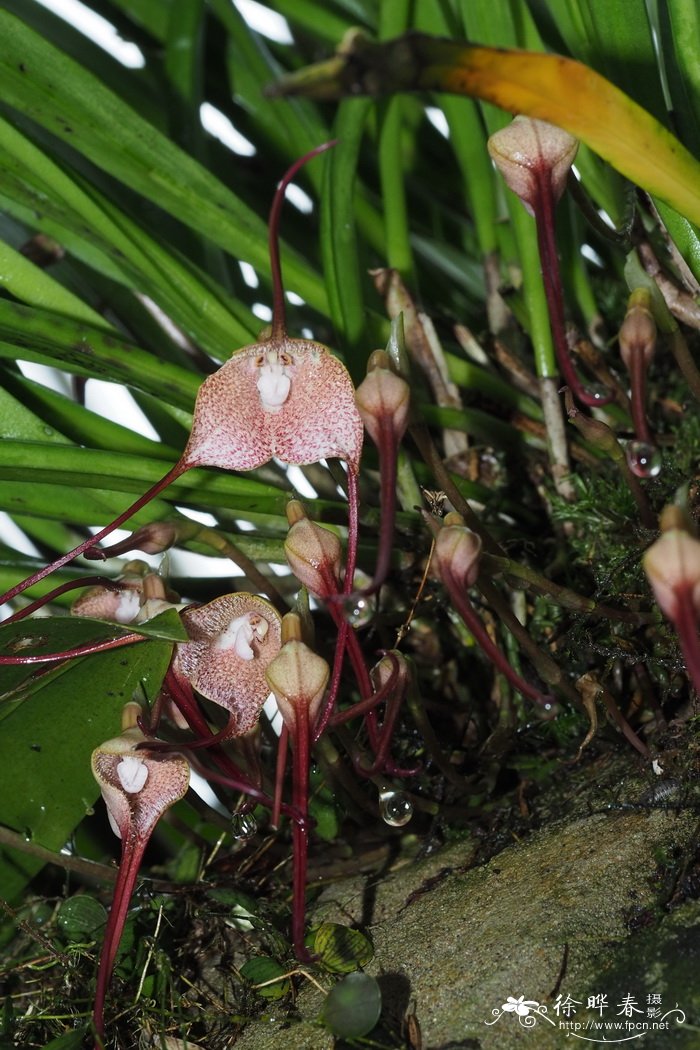 短毛小龙兰Dracula velutina