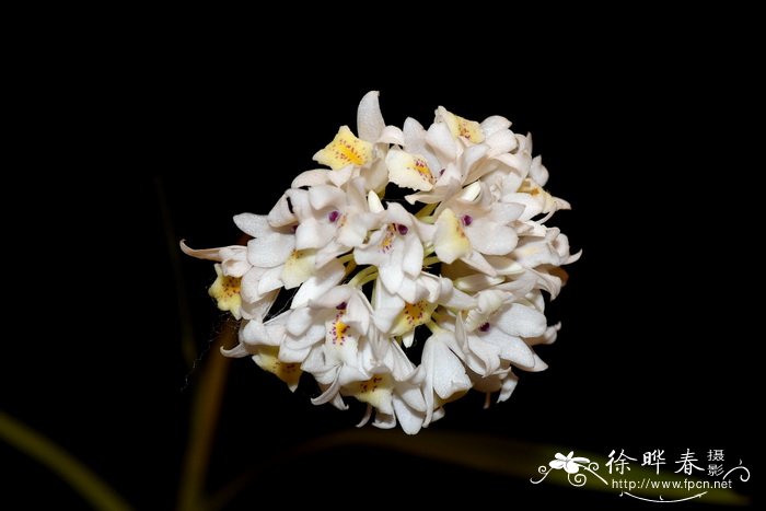 纤细岩雪兰Neobenthamia gracilis