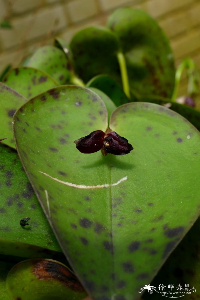 心叶腋花兰Pleurothallis cardiostola