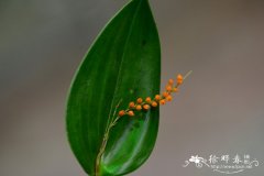 截形腋花兰Pleurothallis truncata