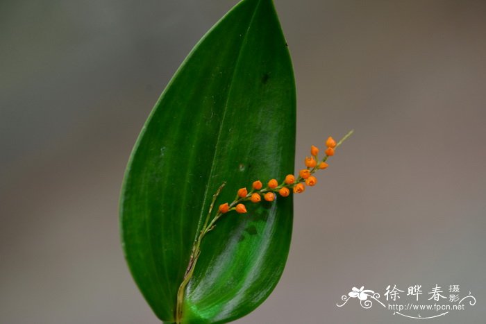 截形腋花兰Pleurothallis truncata