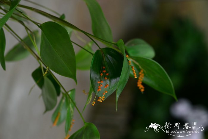 截形腋花兰Pleurothallis truncata