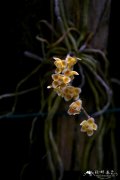 Chiloschista extinctoriformis