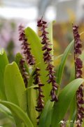 Stelis nexipous