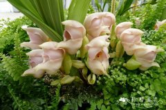 独花郁香兰Anguloa uniflora