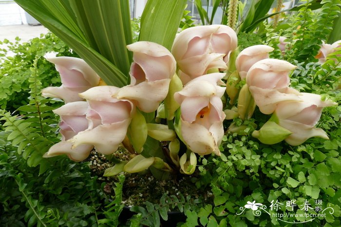 独花郁香兰Anguloa uniflora