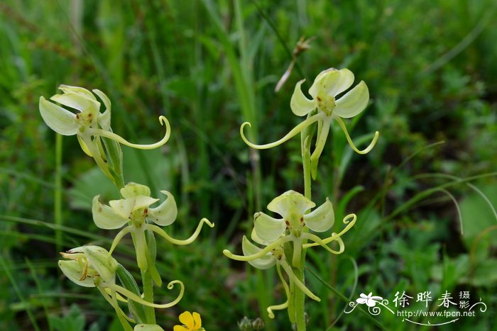 粉叶玉凤花Habenaria glaucifolia