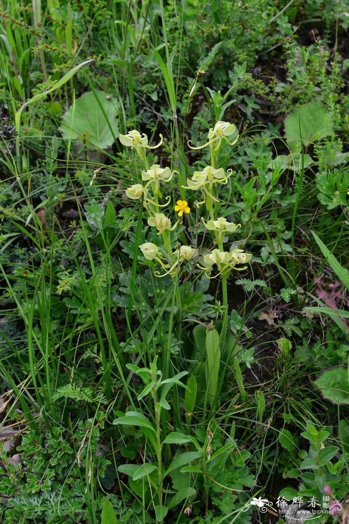 粉叶玉凤花Habenaria glaucifolia