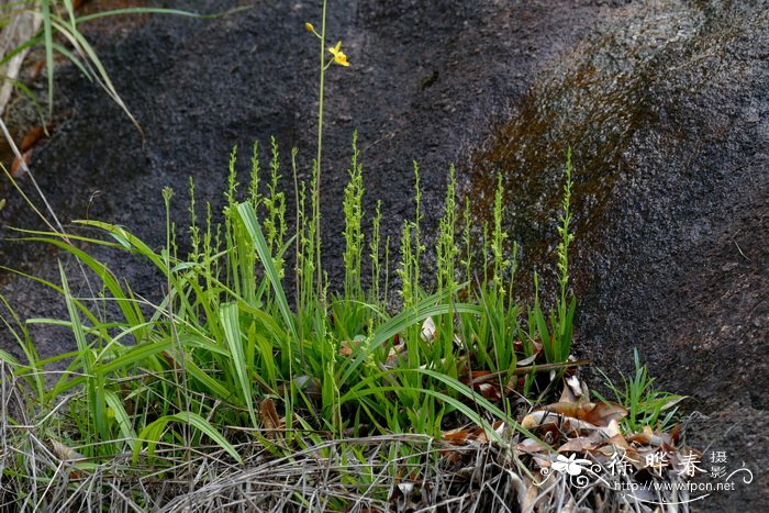 细裂玉凤花Habenaria leptoloba