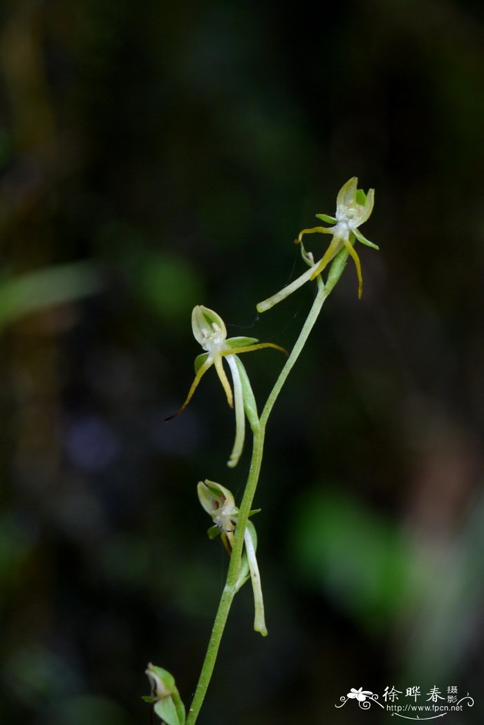 细裂玉凤花Habenaria leptoloba