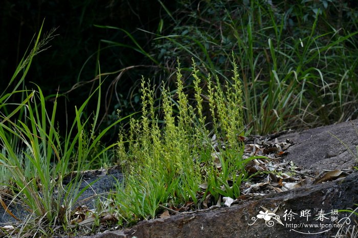 细裂玉凤花Habenaria leptoloba