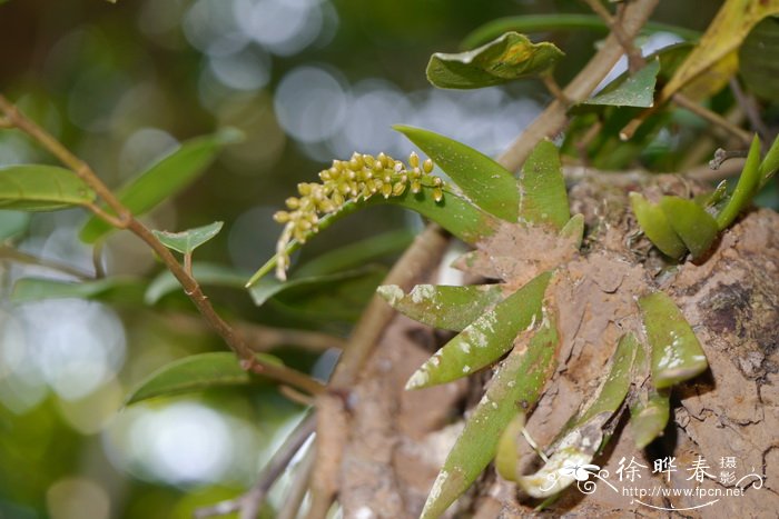 扁莛鸢尾兰Oberonia pachyrachis