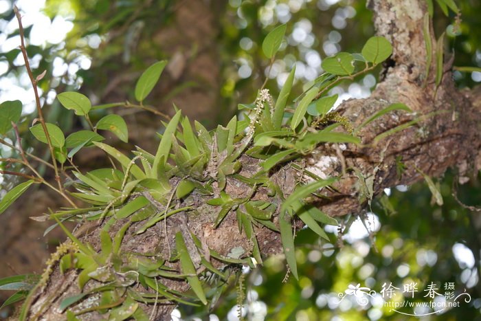 扁莛鸢尾兰Oberonia pachyrachis