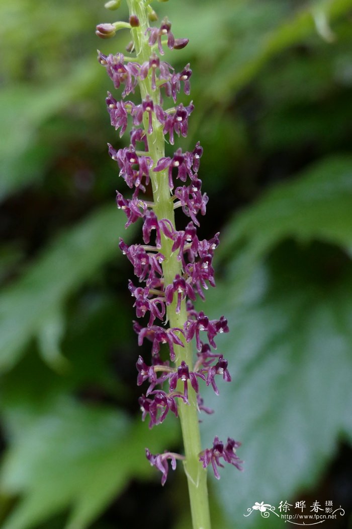 阔叶沼兰Malaxis latifolia