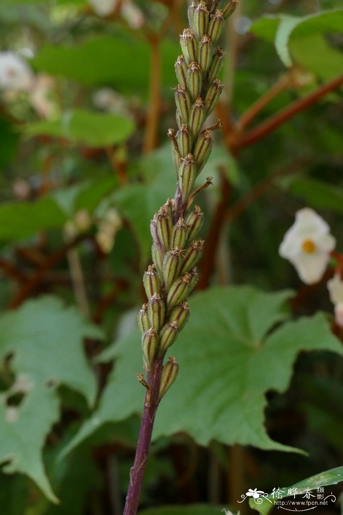 阔叶沼兰Malaxis latifolia