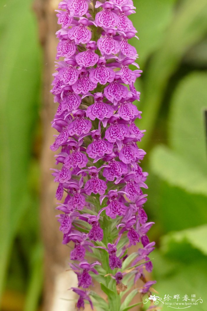 马德拉掌根兰Dactylorhiza foliosa