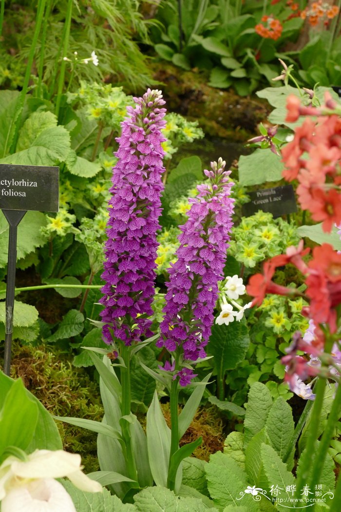 马德拉掌根兰Dactylorhiza foliosa