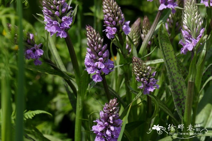 紫斑掌裂兰Dactylorhiza fuchsii