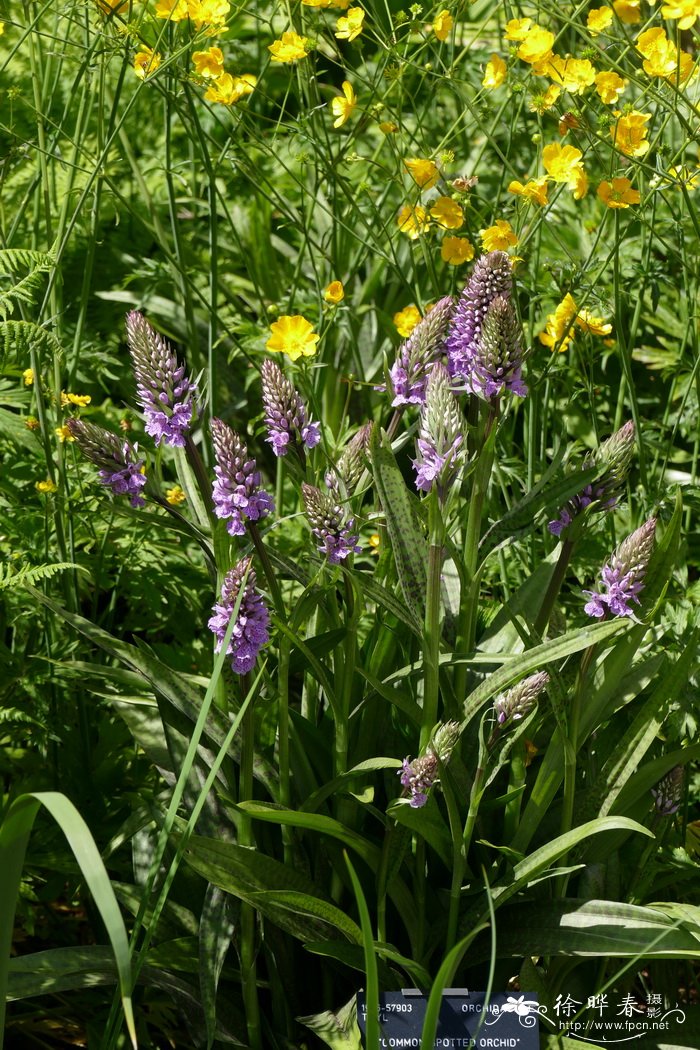 紫斑掌裂兰Dactylorhiza fuchsii