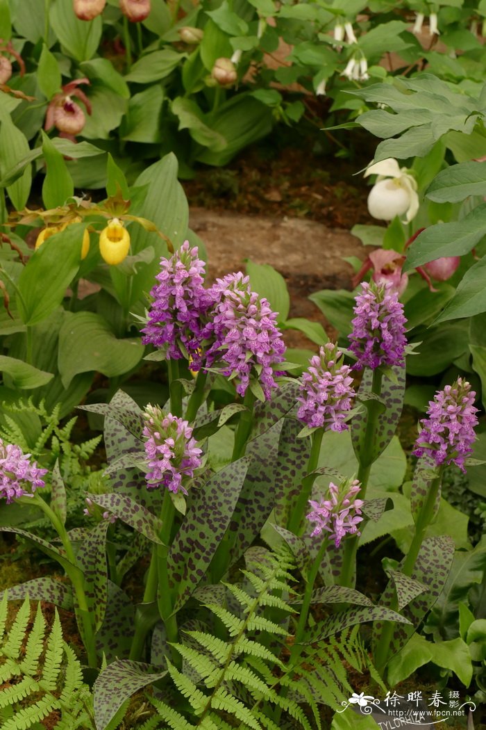 五月花掌根兰Dactylorhiza majalis