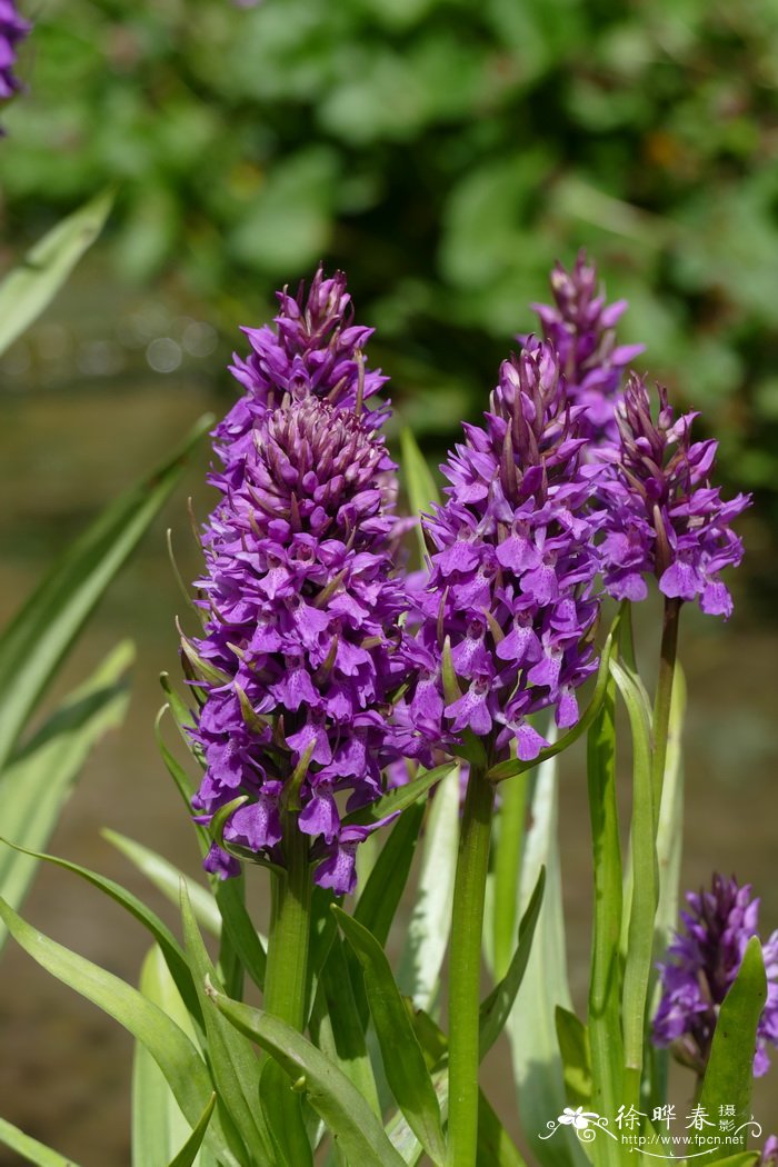 沼泽掌根兰Dactylorhiza praetermissa