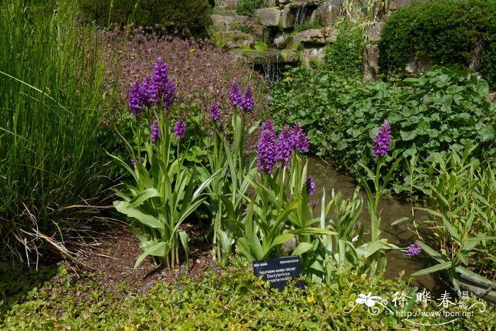 沼泽掌根兰Dactylorhiza praetermissa