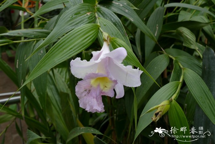 卢卡斯折叶兰Sobralia lucasiana