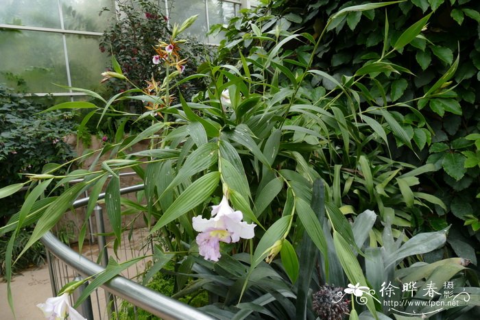 卢卡斯折叶兰Sobralia lucasiana