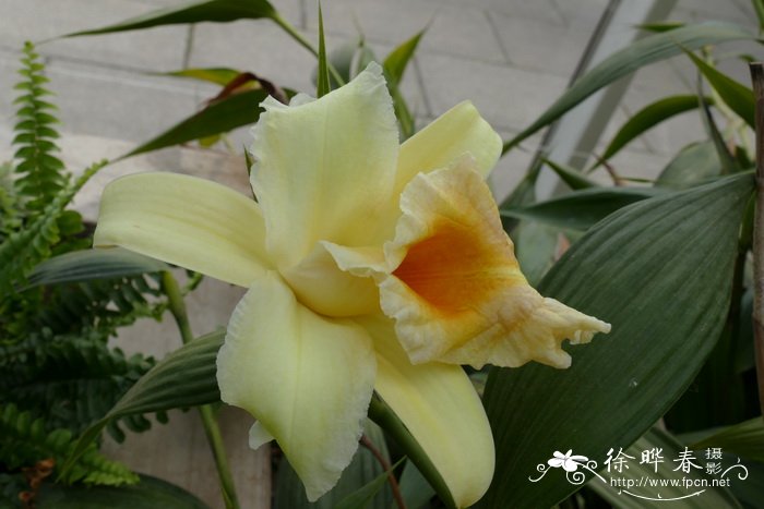 黄花折叶兰Sobralia xantholeuca