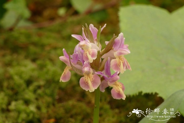 老头兰Dactylorhiza sambucina