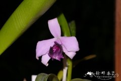 戴安娜贞兰Sophronitis dayana