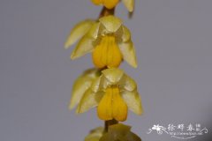 酷伯足柱兰Dendrochilum cobbianum