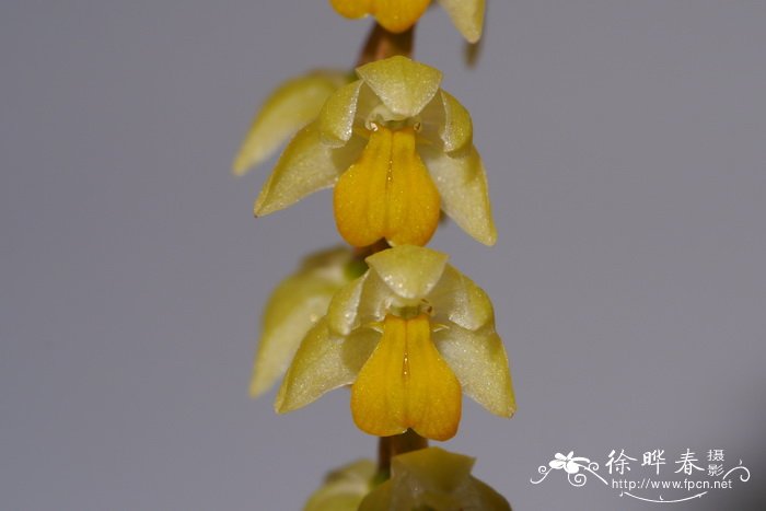 酷伯足柱兰Dendrochilum cobbianum