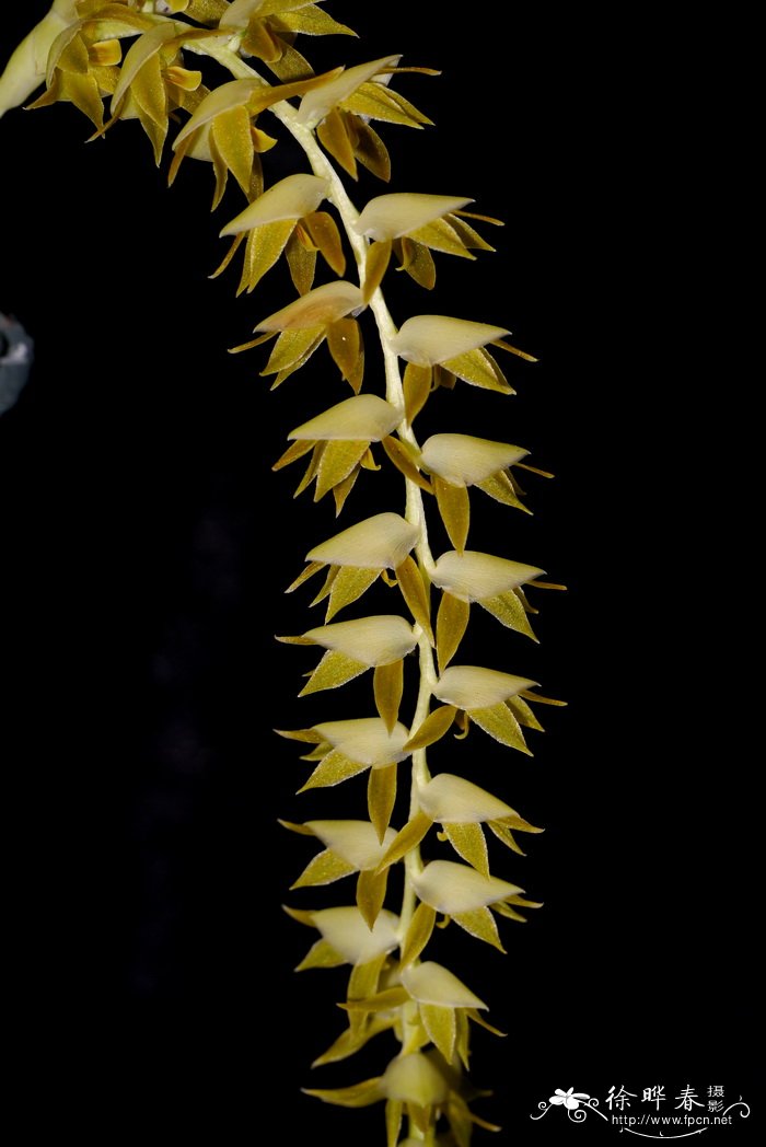 酷伯足柱兰Dendrochilum cobbianum