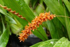 绯红足柱兰Dendrochilum coccineum