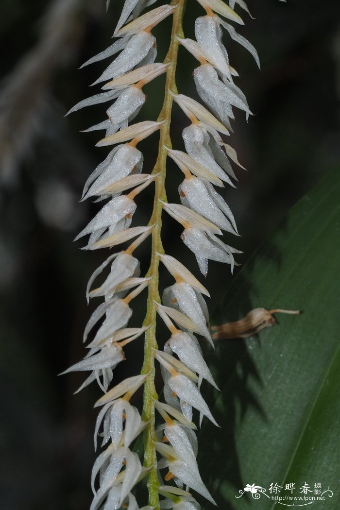 颖状足柱兰Dendrochilum glumaceum