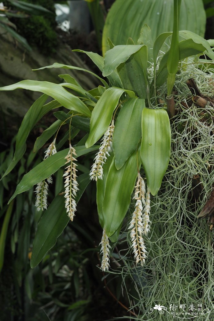 颖状足柱兰Dendrochilum glumaceum