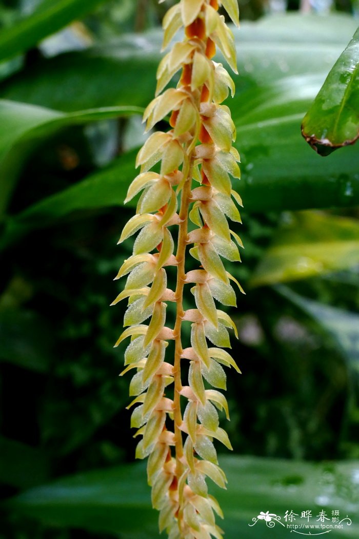 宽叶足柱兰Dendrochilum latifolium