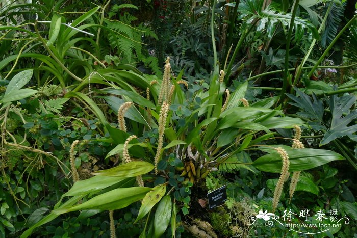 宽叶足柱兰Dendrochilum latifolium