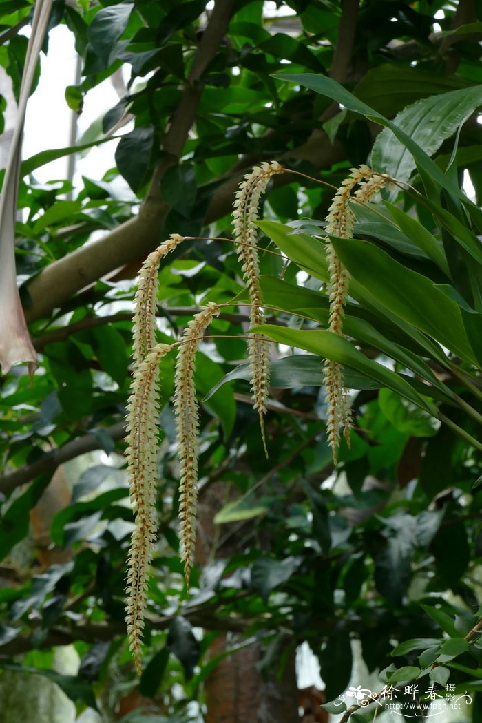 宽叶足柱兰Dendrochilum latifolium