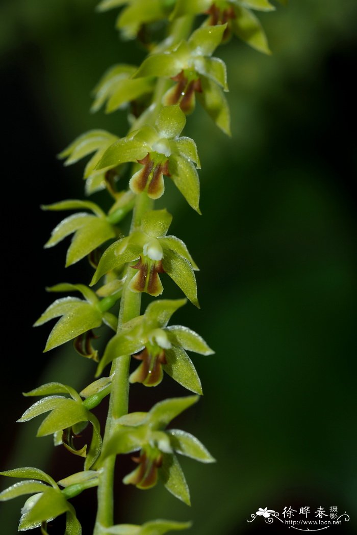 长叶足柱兰Dendrochilum longifolium