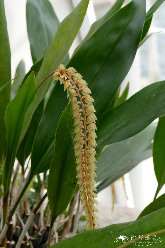 长叶足柱兰Dendrochilum longifolium