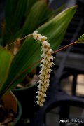 大足柱兰 Dendrochilum magnum