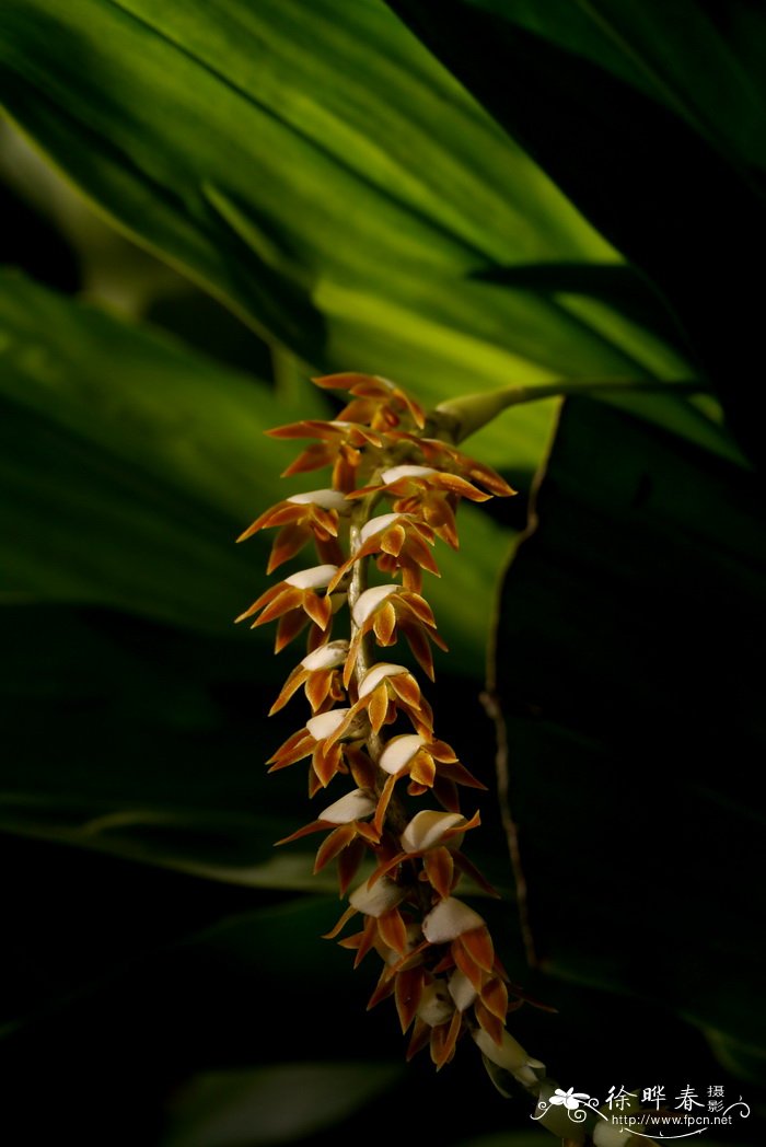 大足柱兰 Dendrochilum magnum