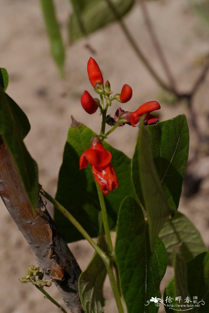 红花菜豆Phaseolus coccineus