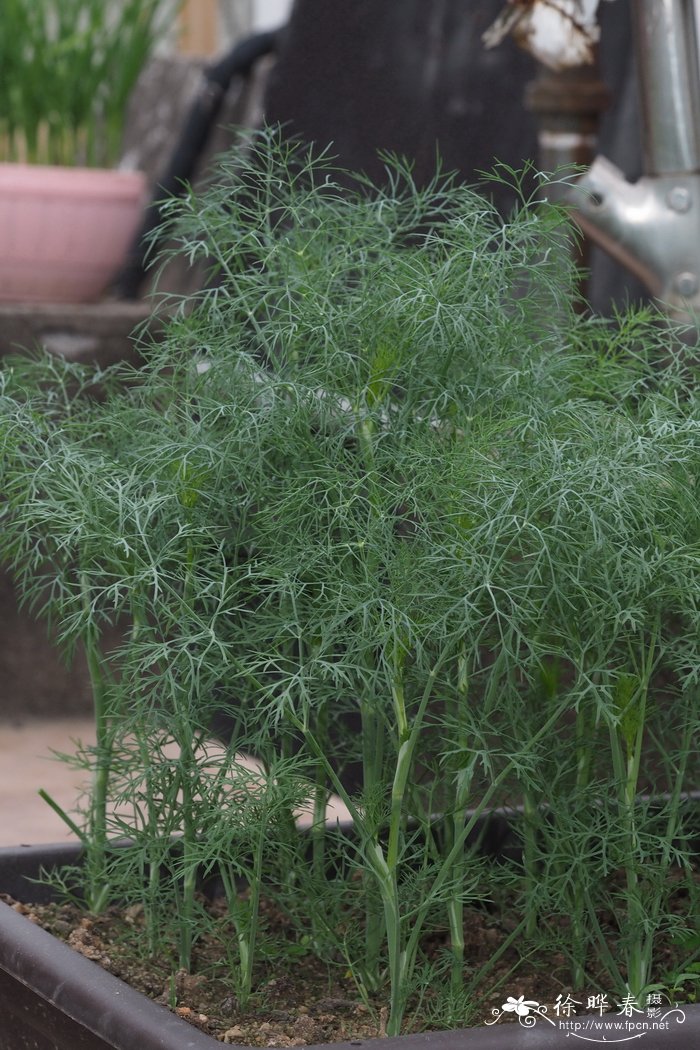 莳萝Anethum graveolens
