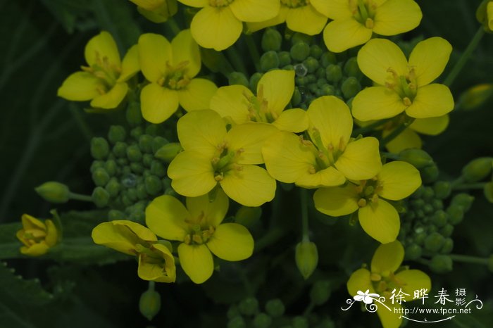 菜心，菜薹Brassica camperstris ssp. chinensis var. utitis