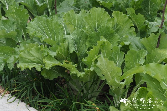 菜心，菜薹Brassica camperstris ssp. chinensis var. utitis